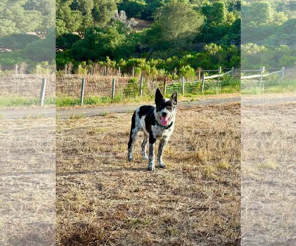 Medium Photo #1 Mutt Puppy For Sale in Paso Robles, CA, USA