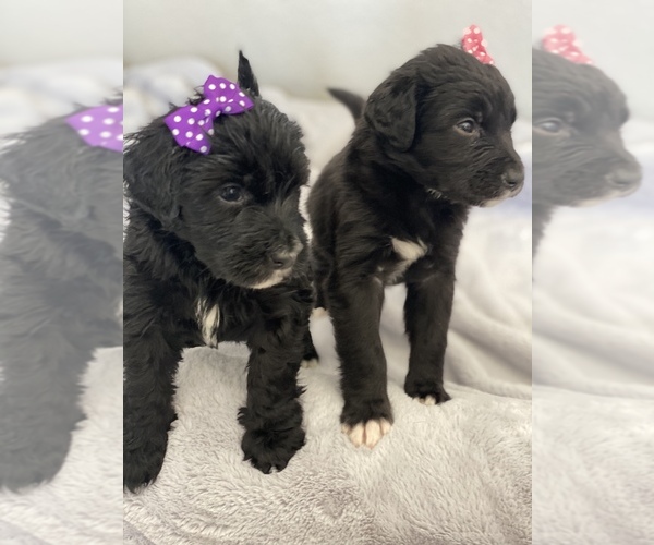 Medium Photo #3 Aussiedoodle-Bernedoodle Mix Puppy For Sale in BOISE, ID, USA
