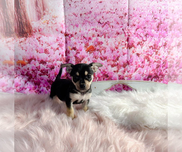 Medium Photo #1 Chiweenie Puppy For Sale in KINSTON, NC, USA