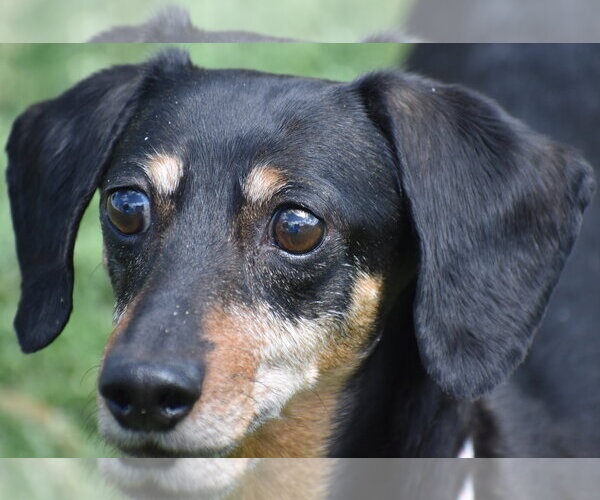 Medium Photo #14 Dachshund Puppy For Sale in Shelbyville, TN, USA