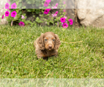 Small #4 Dachshund