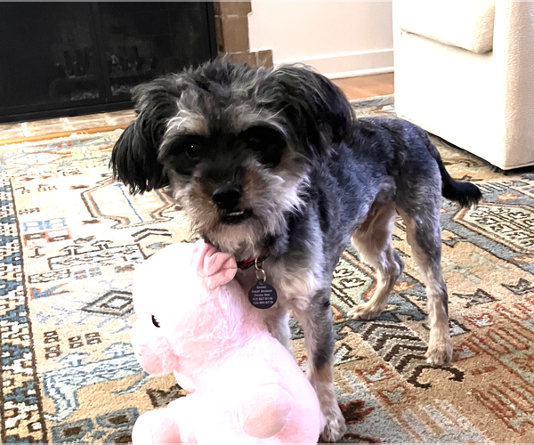 Medium Photo #3 Mutt Puppy For Sale in Bellevue, WA, USA