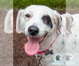 Pointer-Unknown Mix Dogs for adoption in Kennesaw, GA, USA