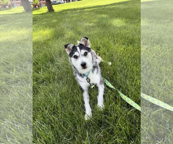 Medium Photo #2 Siberian Husky-Unknown Mix Puppy For Sale in Stephens City, VA, USA