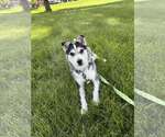 Small #1 Siberian Husky Mix