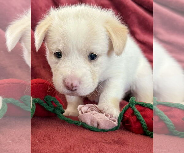 Medium Photo #3 American Pit Bull Terrier-Siberian Husky Mix Puppy For Sale in Corona, CA, USA