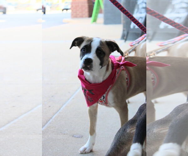 Medium Photo #10 Mutt Puppy For Sale in Holly Springs, NC, USA