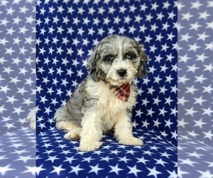Cavapoo Puppy for sale in KINZERS, PA, USA