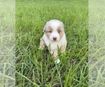 Puppy Puppy 1 Miniature Australian Shepherd