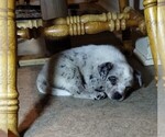 Small #17 Texas Heeler