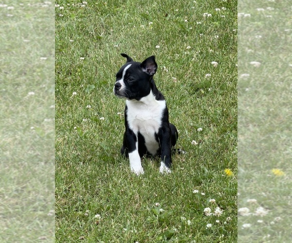 Medium Photo #2 Boston Terrier Puppy For Sale in ATHENS, WI, USA