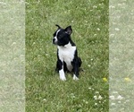 Small #1 Boston Terrier