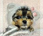 Small #3 Morkie