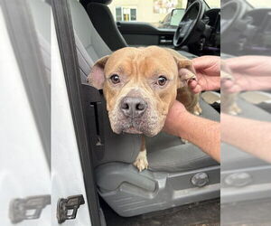 Staffordshire Bull Terrier Mix Dog for Adoption in Louisville, Kentucky USA