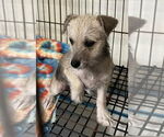 Small #3 Shih Tzu Mix