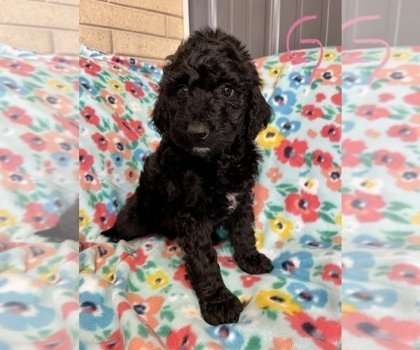 Medium Photo #5 Bernedoodle Puppy For Sale in ROANOKE, IL, USA