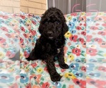 Small #4 Bernedoodle