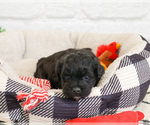Small Shih-Poo