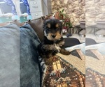 Small Photo #28 Yorkshire Terrier Puppy For Sale in BRIDGETON, NJ, USA