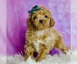 Puppy Tito AKC Poodle (Miniature)