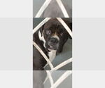 Small #2 Boxer