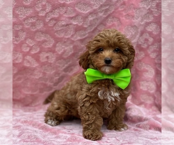 Medium Photo #4 Cavapoo Puppy For Sale in LANCASTER, PA, USA
