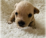 Small Photo #2 Chorkie Puppy For Sale in LA SIERRA, CA, USA
