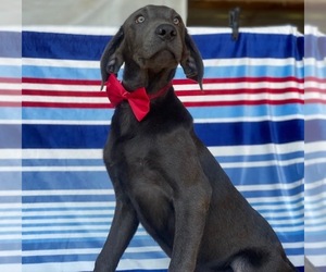 Labrador Retriever Puppy for sale in LANCASTER, PA, USA