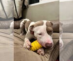 Small #8 American Bulldog-American Staffordshire Terrier Mix