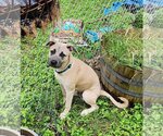 Small #11 Black Mouth Cur Mix
