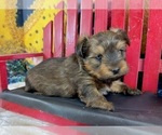 Small #8 Morkie