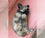Small #6 Shih Tzu