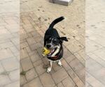 Small #8 German Shepherd Dog Mix
