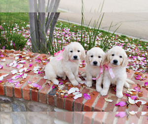 English Cream Golden Retriever Puppy for Sale in TOLLHOUSE, California USA