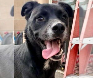 Border Collie-Unknown Mix Dogs for adoption in San Diego, CA, USA