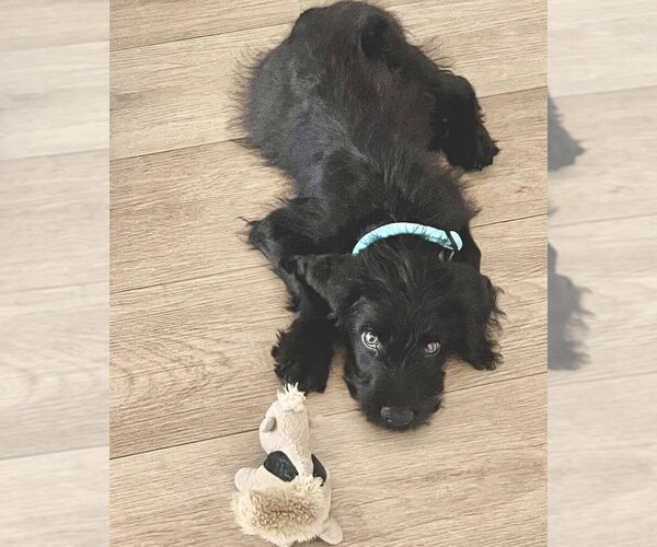 Medium Photo #5 Mutt Puppy For Sale in Corona, CA, USA