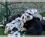 Small Photo #71 Great Dane Puppy For Sale in MARICOPA, AZ, USA