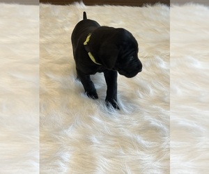 Great Dane Puppy for sale in PLAINFIELD, IL, USA