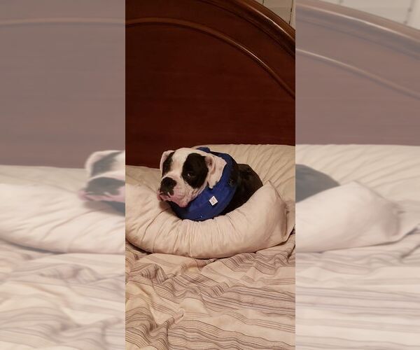 Medium Photo #4 Boxer Puppy For Sale in Burnsville, MN, USA