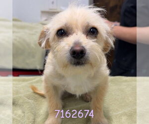 Mutt Dogs for adoption in Chico, CA, USA