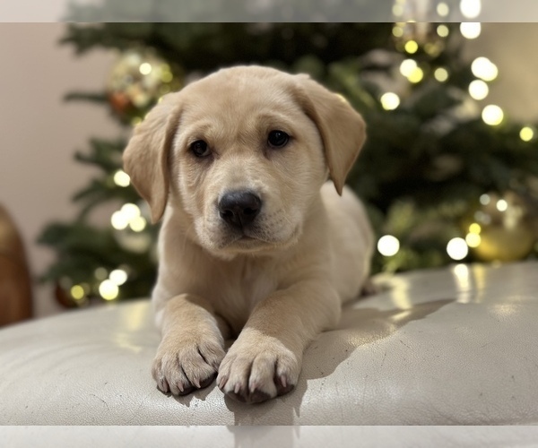 Medium Photo #18 Labrador Retriever Puppy For Sale in SEATTLE, WA, USA