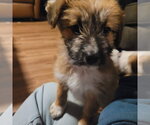 Small Mutt
