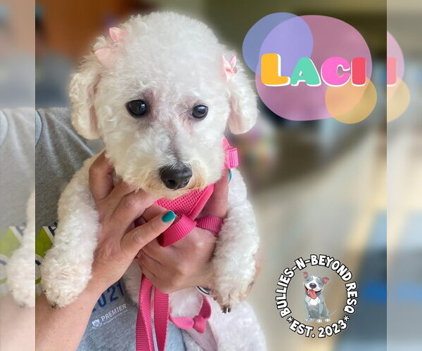 Medium Photo #3 Bichon Frise Puppy For Sale in Omaha, NE, USA