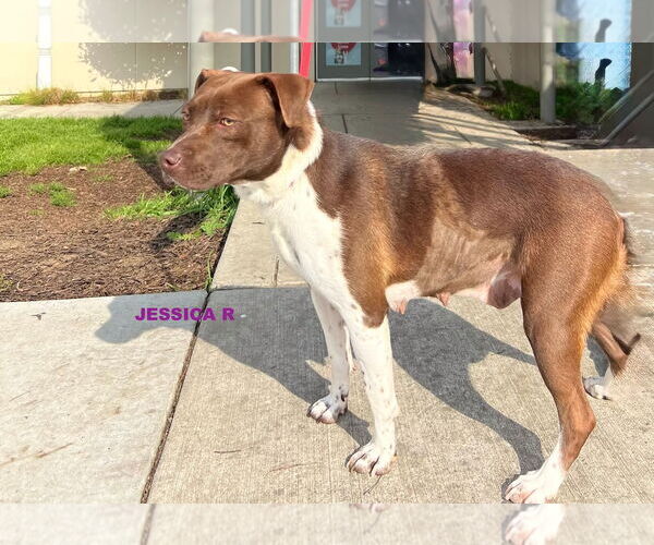 Medium Photo #4 Pointer-Unknown Mix Puppy For Sale in Woodland Hills, CA, USA