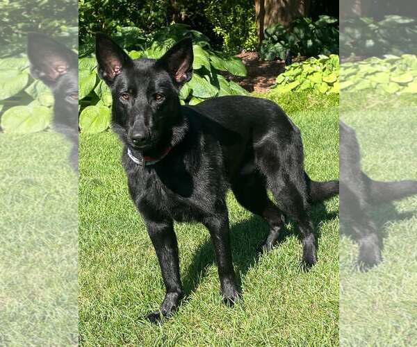 Medium Photo #2 German Shepherd Dog-Unknown Mix Puppy For Sale in Woodbury, NY, USA