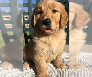 Golden Retriever Puppy for sale in SANTA ANA, CA, USA