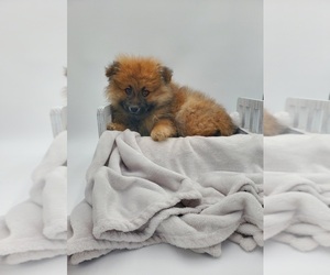 Pomeranian Dog for Adoption in GOSHEN, Indiana USA