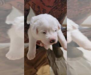 Great Pyrenees Puppy for sale in GLADE HILL, VA, USA