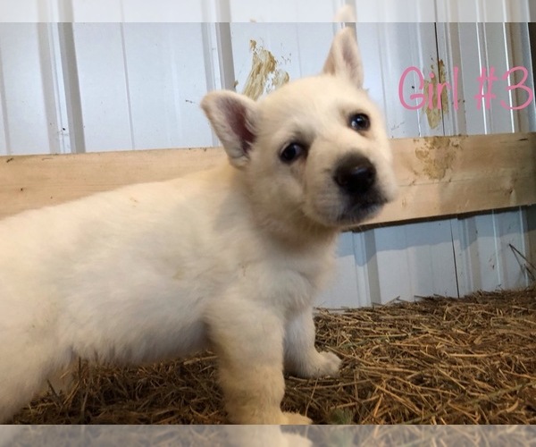 Medium Photo #13 German Shepherd Dog Puppy For Sale in FOSTER, KY, USA