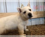 Small Photo #13 German Shepherd Dog Puppy For Sale in FOSTER, KY, USA